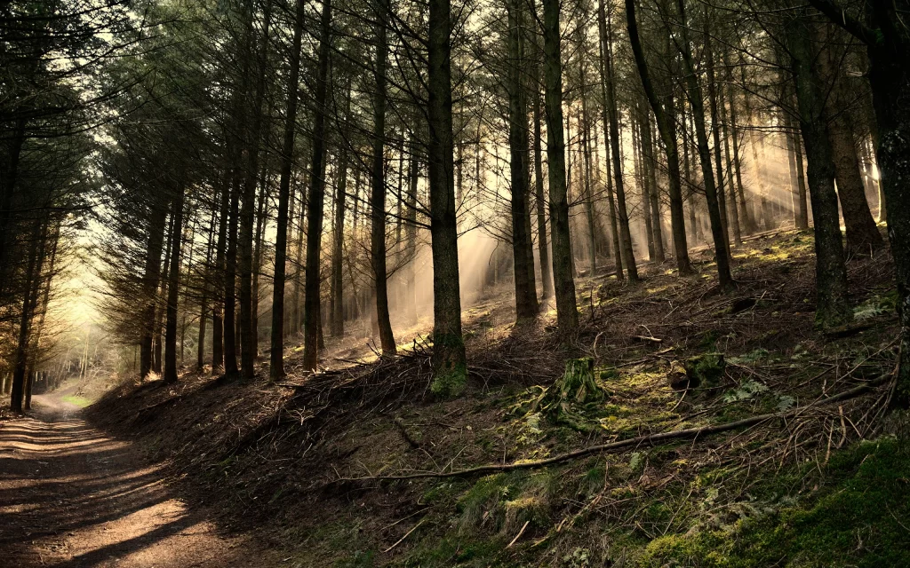 Sunlight Forest Path Trees Moss Nature