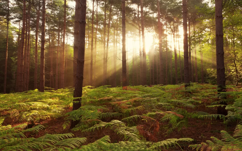 Sunlight Forest Trees Ferns Nature Greenery