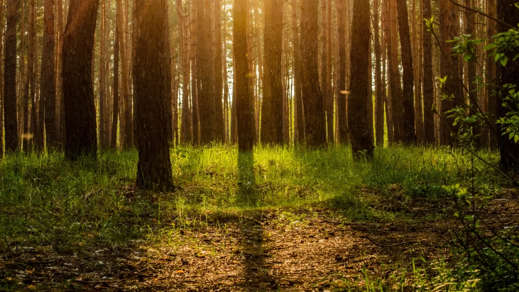 Sunlight Forest Trees Green Grass Nature