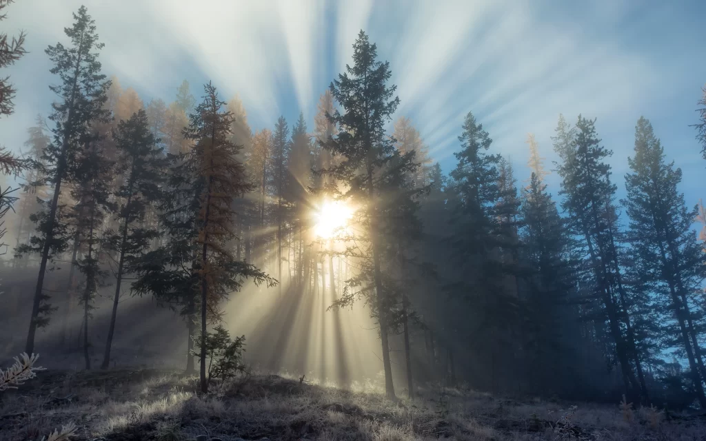 Sunlight Forest Trees Mist Rays Nature