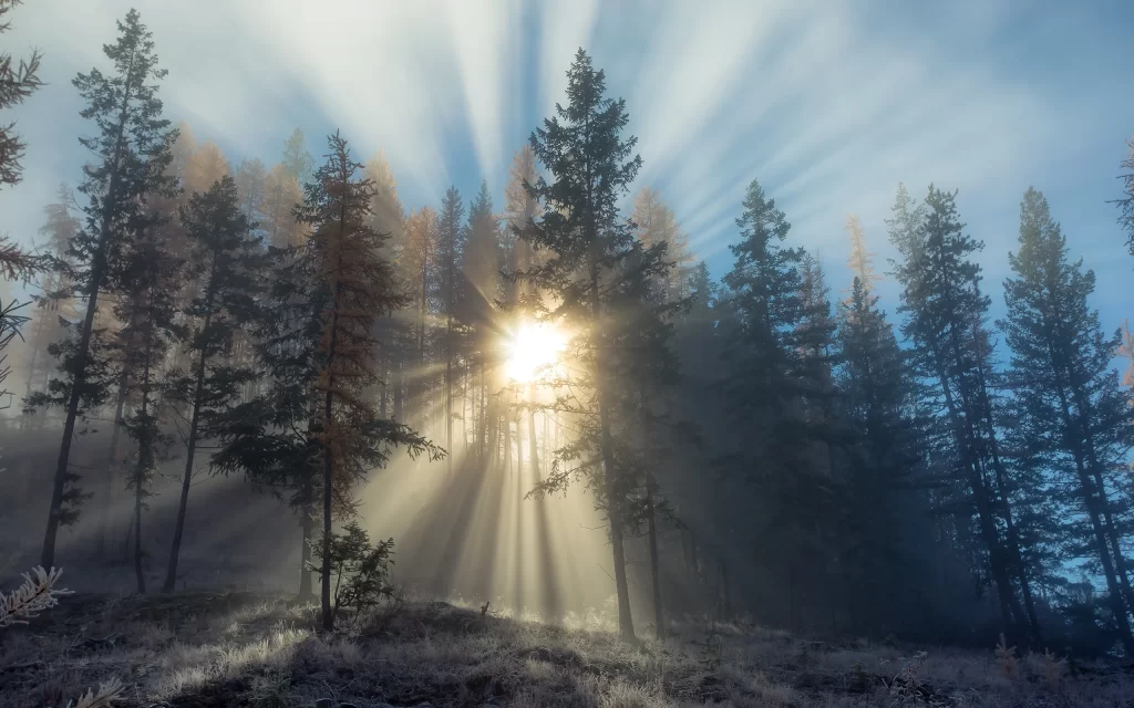 Sunlight Forest Trees Mist Rays Nature