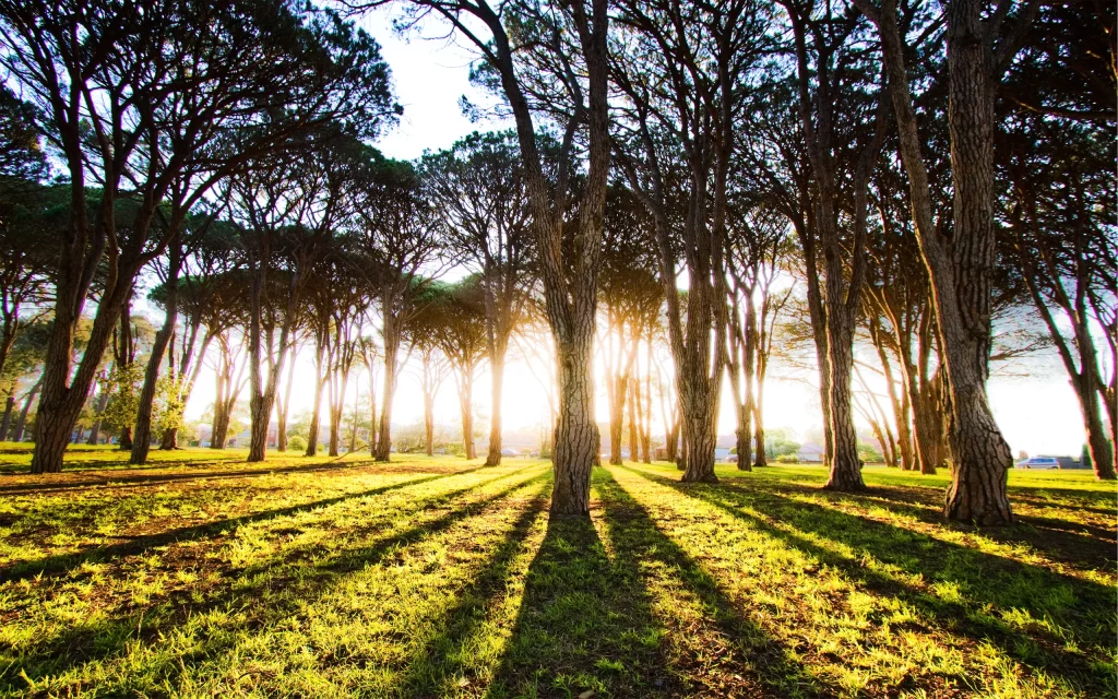 Sunlight Forest Trees Shadows Green Grass Nature