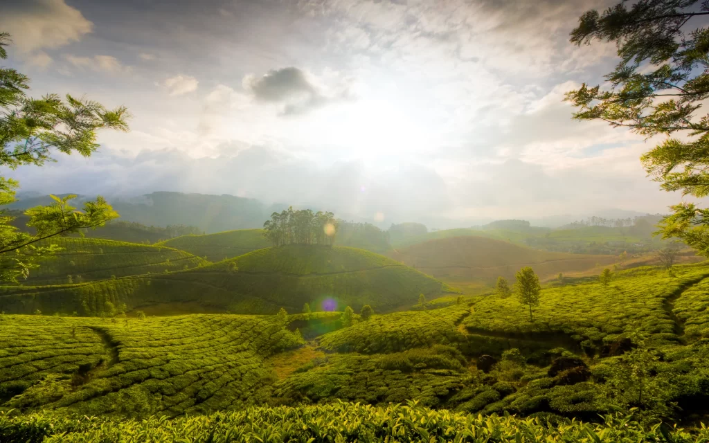 Sunlight Green Hills Tea Plantation Misty Mountains Nature
