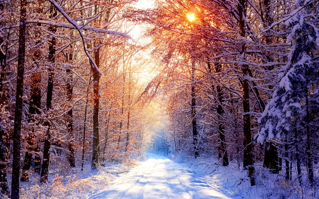 Sunlight Snow Forest Path Winter Rays