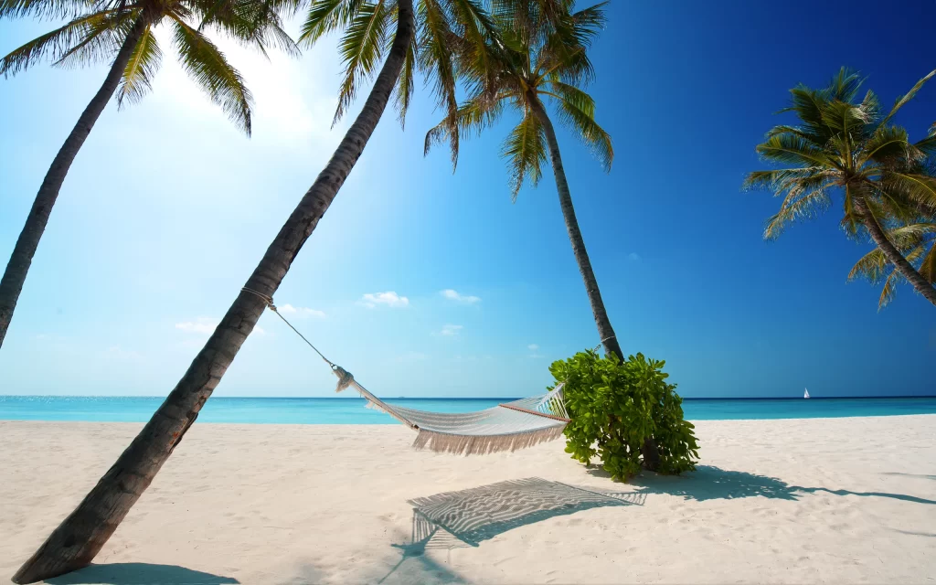 Sunlit Hammock Palm Trees White Sand Clear Blue Sky