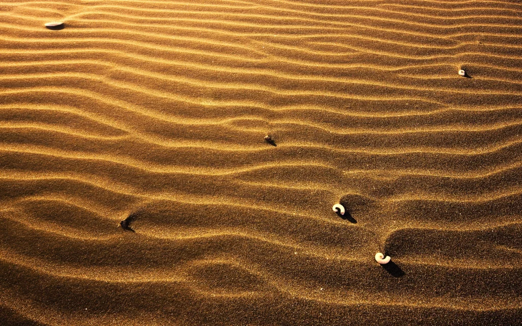 Sunlit Sand Patterns Shell Beach