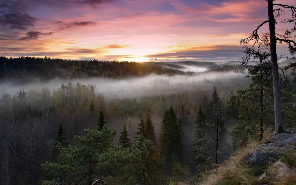 Sunset Forest Mist Trees Sky Clouds