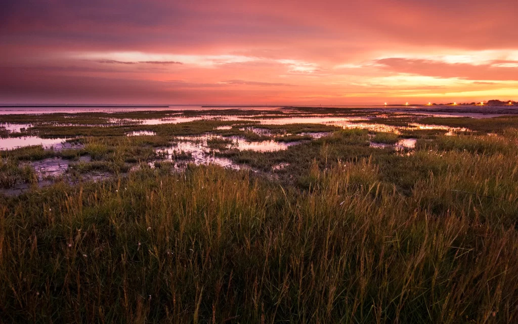 Sunset Marshlands Grasslands Water Reflections Nature