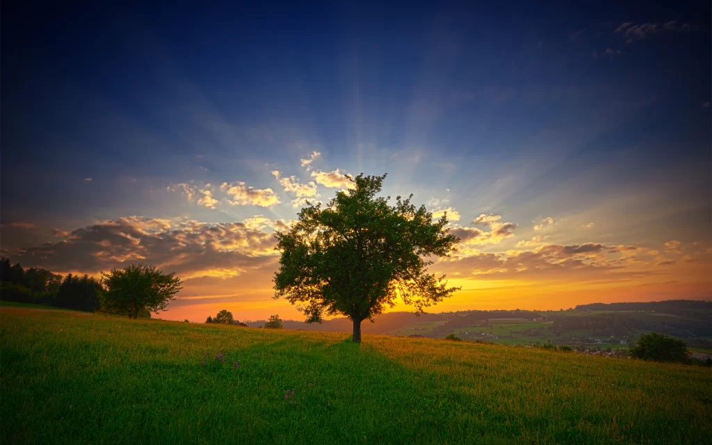 Sunset Tree Meadow Clouds Rays Horizon