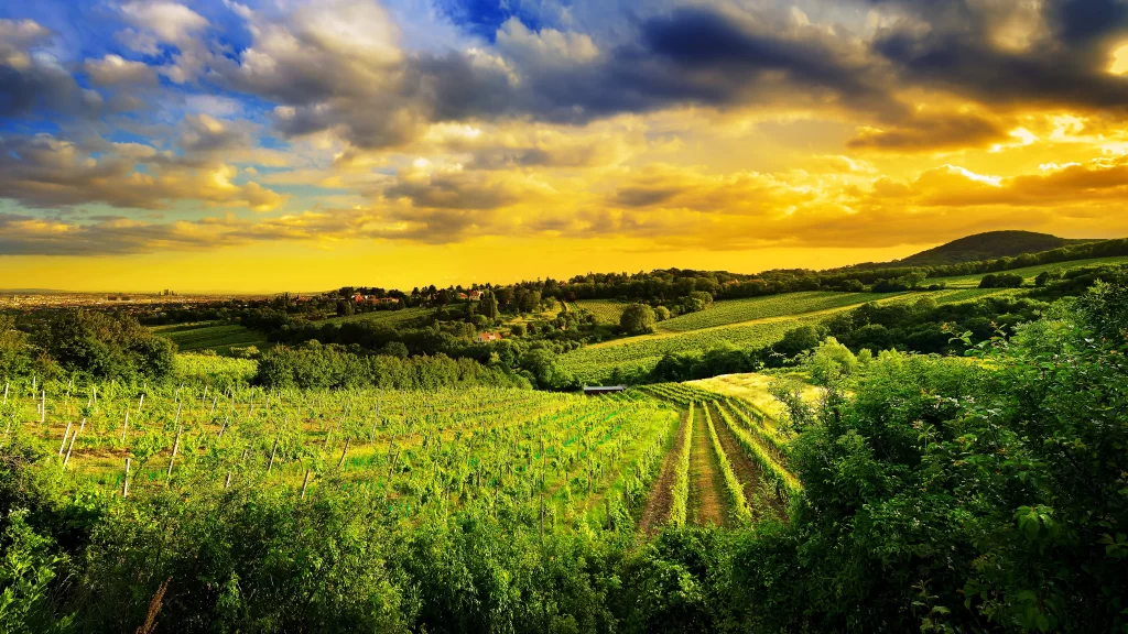 Sunset Vineyard Hills Greenery Clouds Scenery