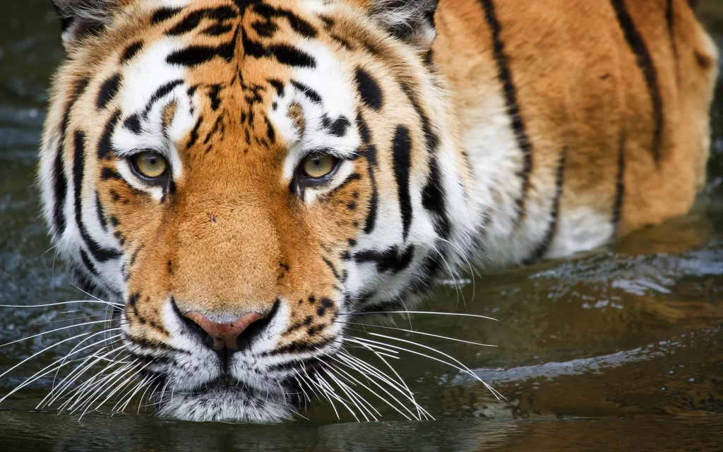 Tiger Water Focus Intensity Wildlife Nature