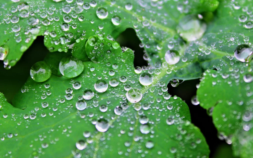 Water droplets Green leaves Nature Freshness Dewdrops