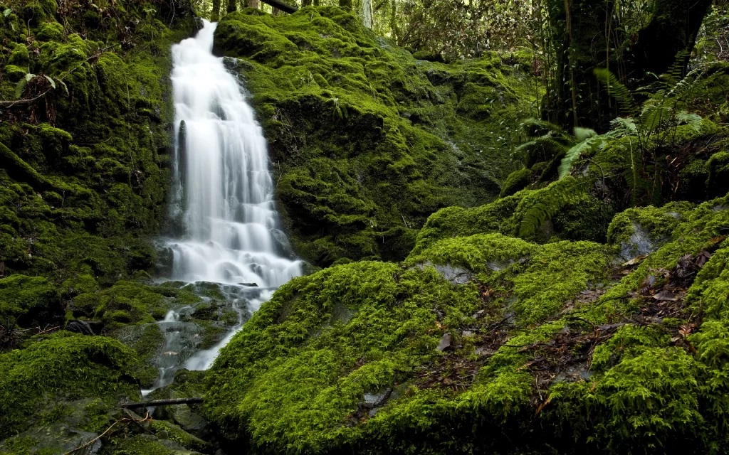 Waterfall Mossy Rocks Forest Greenery Nature