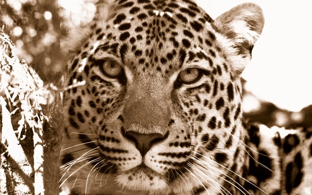 Wild Leopard Intense Eyes Spots Nature
