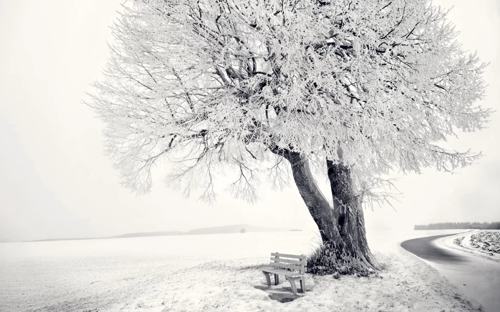 Winter Snow Tree Bench Road